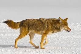 Naklejka pies drapieżnik lis wilk