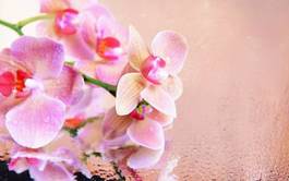 Fotoroleta roślina piękny kwiat natura miłość