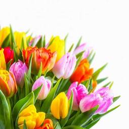 Naklejka roślina tulipan lato narcyz bukiet