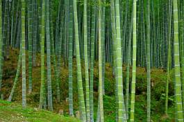 Naklejka natura dżungla tropikalny drzewa bambus