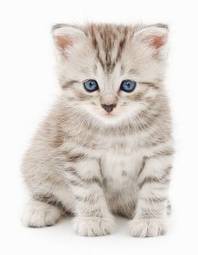 Plakat słodki kociak na białym tle