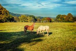 Fotoroleta wieś wzgórze koń zwierzę pejzaż