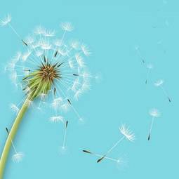 Obraz na płótnie pyłek kwiat słoma trawa