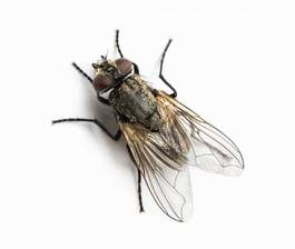 Obraz na płótnie dziki zwierzę latać mucha domowa nieczysty