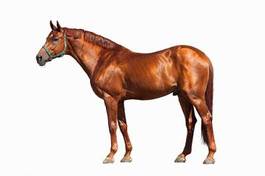 Obraz na płótnie koń ciało portret widok zwierzę