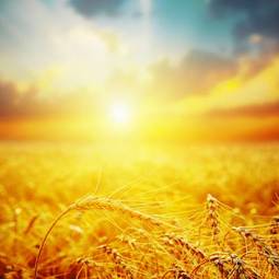 Naklejka pole złotego zboża w blasku zachodzącego słońca