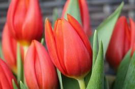 Plakat natura słońce tulipan kwiat