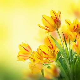 Naklejka roślina kwiat ogród bukiet tulipan