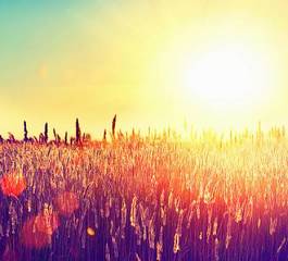 Fotoroleta piękny łąka słońce
