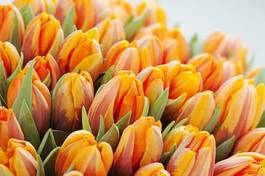 Naklejka tulipan natura miłość piękny kwiat