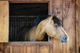 Fotoroleta ranczo twarz zwierzę koń