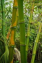 Fotoroleta drzewa las egzotyczny bambus trawa