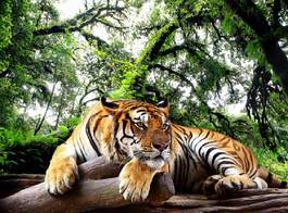 Naklejka tygrys odpoczywający w tropikalnym lesie