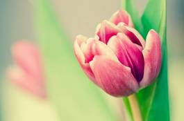 Plakat roślina świeży fiołek tulipan natura