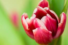 Fototapeta kwiat fiołek tulipan bukiet