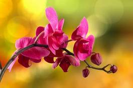 Plakat orhidea natura egzotyczny