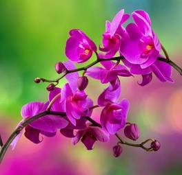 Plakat orhidea tropikalny ogród piękny