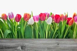 Plakat świeży tulipan łąka bukiet retro