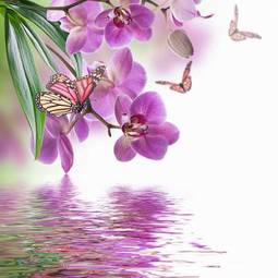 Plakat roślina woda lato kwiat tropikalny