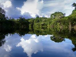 Naklejka krajobraz drzewa brazylia natura
