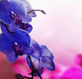 Plakat kwiat świeży fiołek orhidea