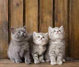 Fotoroleta trzy brytyjskie szorstkowłose kocięta
