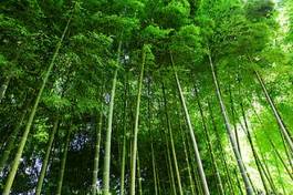 Naklejka las japonia drzewa japoński bambus