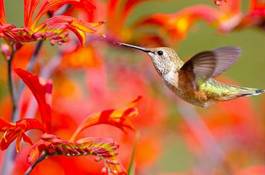 Naklejka koliber ptak kwiat latający