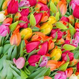 Plakat kwiat łąka tulipan piękny świeży