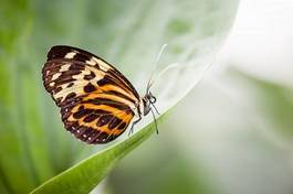 Fototapeta zwierzę roślina motyl natura piękny