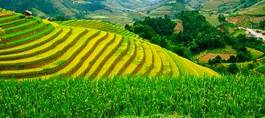 Fototapeta pola ryżowe w wietnamie