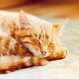 Naklejka Śpiący słodki kotek