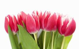 Obraz na płótnie natura tulipan bukiet lato piękny