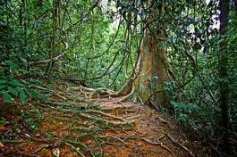 Naklejka mężczyzna drzewa las dżungla