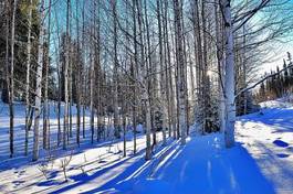 Fotoroleta drzewa śnieg brzoza