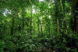Naklejka amazońska dżungla