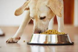 Naklejka zdrowie jedzenie pies ładny
