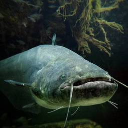 Fotoroleta dziki ryba podwodne