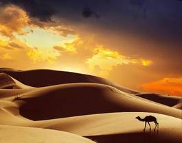Naklejka pustynia lato ssak słońce