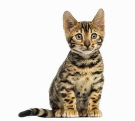 Fotoroleta kot zwierzę kociak ssak czysta rasa