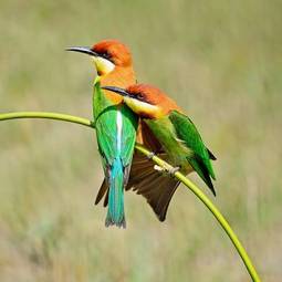 Naklejka fauna tajlandia azja ptak natura