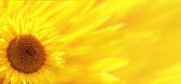 Obraz na płótnie łąka słonecznik lato
