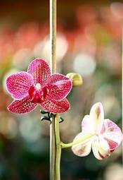 Naklejka roślina storczyk kwiat jasny