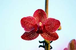 Fotoroleta kwiat storczyk roślina