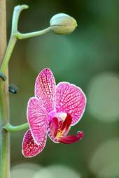 Naklejka storczyk roślina kwiat zapach viola