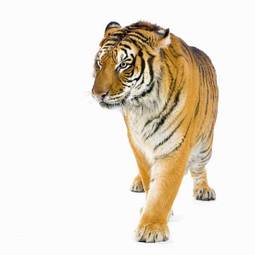 Plakat tygrys twarz oko zwierzę ssak