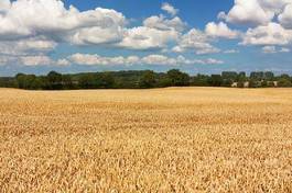 Naklejka lato krajobraz rolnictwo żniwa natura