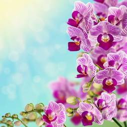 Fotoroleta kwiat natura kolaż roślina