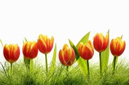 Plakat kwiat pejzaż tulipan roślina