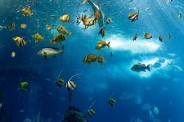 Fotoroleta lizbona podwodny dziki pejzaż